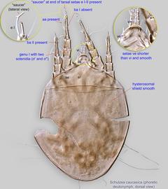  Fig. 1.  Schulzea caucasica  phoretic deutonymph, dorsal view. 