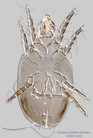  Fig. 1.  Suidasia pontifica  female, ventral view. 