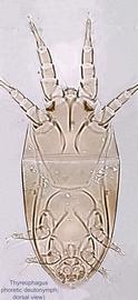  Fig. 1.  Thyreophagus  sp. phoretic deutonymph, dorsal view. 