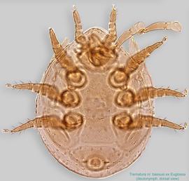  Fig. 1.  Trematura nr. bassusi  phoretic deutonymph, dorsal view. 