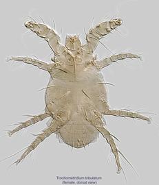  Fig. 1.  Trochometridium tribulatum  female, dorsal view. 