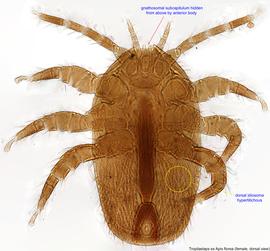  Fig. 1.  Tropilaelaps  sp. (ex  Apis florea ) female, dorsal view. 