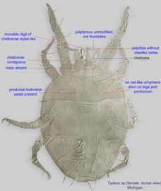  Fig. 1.  Tydeus  sp. (MI) female, dorsal view. 