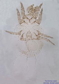  Fig. 1.  Tyrolichus casei  female, dorsal view. 