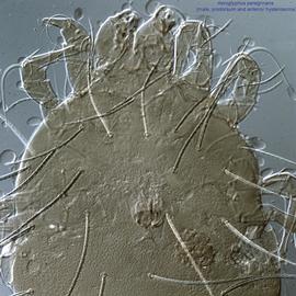  Fig. 10.  Aeroglyphus peregrinans  male propodosoma and anterior hysterosoma, dorsal view. 