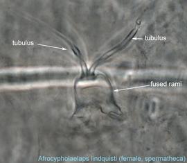  Fig. 10.  Afrocypholaelaps lindquisti  female spermatheca, optical section of dorso-ventrally mounted mite, between legs IV. 