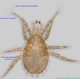  Fig. 10.  Ameroseiella  sp. female, ventral view. 