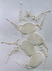  Fig. 10.  Anoetus  ex  Halictus ligatus  female, ventral view. 