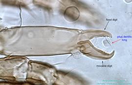  Fig. 10.  Androlaelaps casalis  female chelicera, lateral view. 