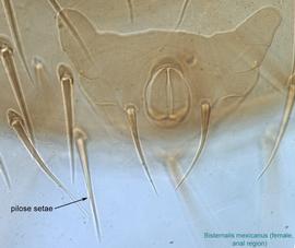  Fig. 10.  Bisternalis mexicanus  female anal region showing pilose setae. 