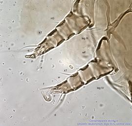  Fig. 10.  Cerophagopsis skorikovi  phoretic deutonymph legs III-IV, ventral view. 