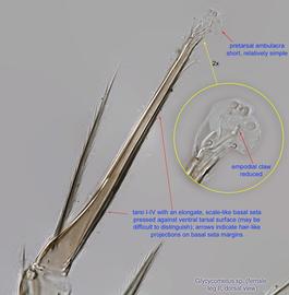  Fig. 10.  Glycycometus  sp. female leg II, dorsal view. 