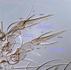  Fig. 10.  Glycyphagus (Lepidoglyphus) destructor  female legs I-II, ventral view. 