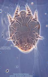  Fig. 10.  Horstia   (  Horstia  )   helenae  phoretic deutonymph, ventral view; phase contrast. 