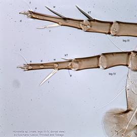  Fig. 5.  Horstiella  sp. (ex  Epicharis rustica , Trinidad and Tobago) male legs III-IV, dorsal view. 