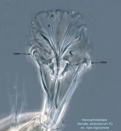  Fig. 10.  Neocypholaelaps  sp. (ex  Apis   nigrocincta ) female ambulacrum III showing well developed claws, dorsal view. 