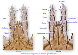  Fig. 10.  Proctolaelaps   longisetosus  female gnathosoma. 