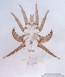  Fig. 10.  Sancassania   polyphyllae  heteromorphic male, dorsal view. 