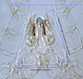  Fig. 10.  Vidia rubi  female gnathosoma, ventral view. 