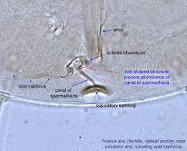  Fig. 11.  Acarus siro  female optical section at the posterior end of the body, showing spermatheca. 