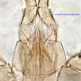  Fig. 11.  Blattisocius dentriticus  female gnathosoma, ventral view. 