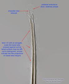  Fig. 11.  Glycycometus  sp. female tarsus IV, dorsal view. 