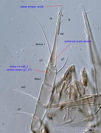  Fig. 11.  Glycyphagus (Glycyphagus) domesticus  female leg I, ventral view. 