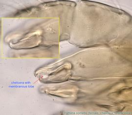  Fig. 11.  Hattena cometis  female chelicera, lateral view. 