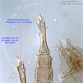  Fig. 11.  Histiostoma feroniarum  female leg I. 