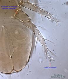  Fig. 11.  Kerdabania  female legs III-IV, ventral view. 