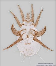  Fig. 11.  Sancassania   polyphyllae  heteromorphic male, ventral view. 