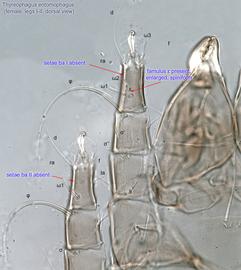  Fig. 11.  Thyreophagus entomophagus  female legs I-II, dorsal view. 