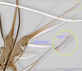  Fig. 12.  Glycyphagus (Lepidoglyphus) destructor  female leg III, lateral view. 