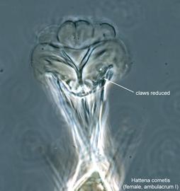  Fig. 12.  Hattena cometis  female ambulacrum I. 