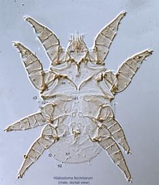  Fig. 12.  Histiostoma feroniarum  male, dorsal view. 