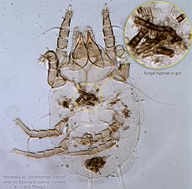  Fig. 12.  Horstiella  sp. (ex  Epicharis rustica , Trinidad and Tobago) protonymph, ventral view showing gut contents. 