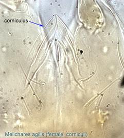  Fig. 12.  Melichares agilis  female corniculi. 