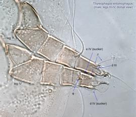  Fig. 12.  Thyreophagus entomophagus  male legs III-IV, dorsal view. 