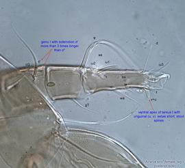  Fig. 13.  Acarus siro  female leg I, posterior side. 