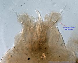  Fig. 13.  Anoetus  ex  Halictus ligatus  female gnathosoma, ventral view. 