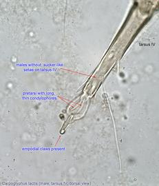  Fig. 13.  Carpoglyphus lactis  male leg IV, dorsal  view. 