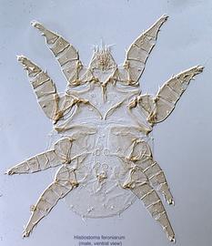  Fig. 13.  Histiostoma feroniarum  male, ventral view. 