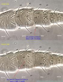  Fig. 13.  Melichares agilis  female genu and tibia II. 