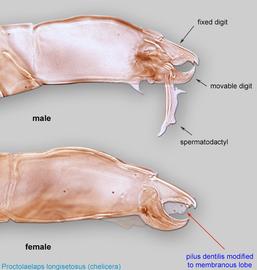  Fig. 13.  Proctolaelaps   longisetosus  male and female chelicerae. 