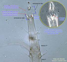  Fig. 13.  Vidia rubi  female tarsus II, ventral view. 