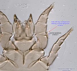  Fig. 14.  Acarus siro  male, legs I-II, ventral view. 