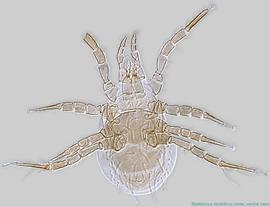  Fig. 14.  Blattisocius dentriticus  male, ventral view. 