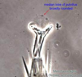  Fig. 14.  Melichares agilis  female ambulacrum II. 