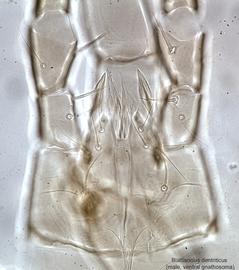  Fig. 15.  Blattisocius dentriticus  male gnathosoma, ventral view. 