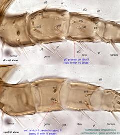  Fig. 15.  Proctolaelaps   longisetosus  female femur, tibia, genu, and tibia II. 